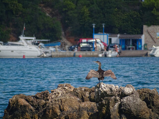 Cormorán grande secando sus alas al sol reposando en una roca en Baleares (España)/Great cormorant drying its wings in the sun resting on a rock in the Balearic Islands (Spain)