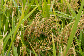 横浜田園地域の秋の実り