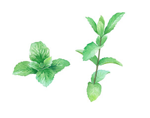 ハーブ：ミントの水彩イラスト © Keiko Takamatsu
