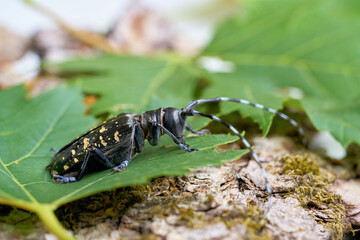 Asiatischer Laubholzbockkäfer (Anoplophora glabripennis) mit  seltener Gelbfärung der Punkte im...