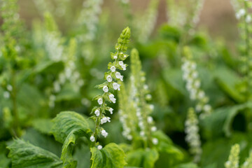横浜田園地域の秋の実り