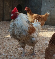 Red rooster in the farm.
