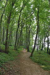 Deisterwaldweg im frühling