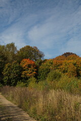 Fototapeta premium A riot of colors of the autumn forest.