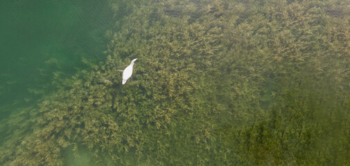 Swan in lake shot from a drone. Copy space. Background
