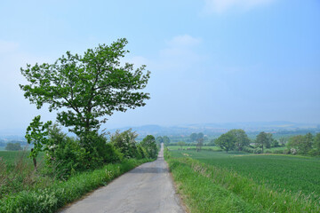 Fototapeta na wymiar Feldweg im Mai nahe Bad Nenndorf