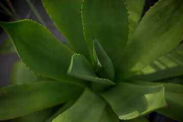 Obraz premium aloe vera plant