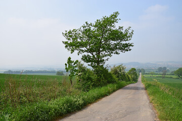 Feldweg im Mai nahe Bad Nenndorf