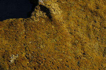 The stones are covered with green algae. Green moss on the rocks at low tide in the ocean 