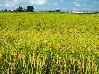 晩夏の豊作の田圃風景