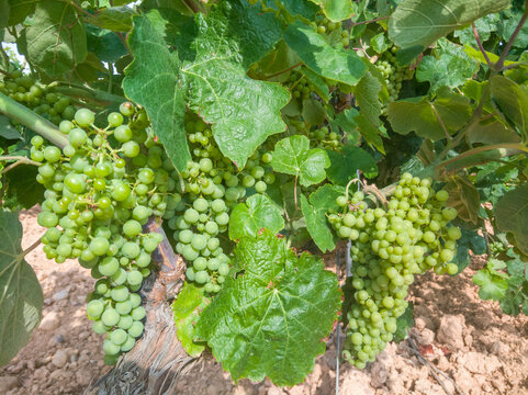 Vineyard with still green grapes of the Bobal variety growing in the month of June in the area of La Manchuela, Fuentealbilla (Spain)