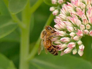 honey bee on livelong flower