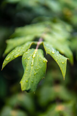 Close up on drops of dew/rain on a green leaf in the outdoor park in Vienna 