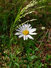 daisy in the grass