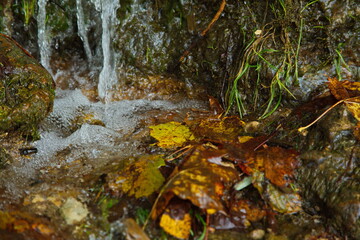 Obraz premium Stream in the autumn forest.