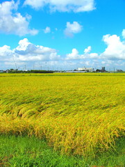 晩夏の豊作の田圃風景