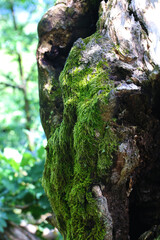 Old tree covered with moss