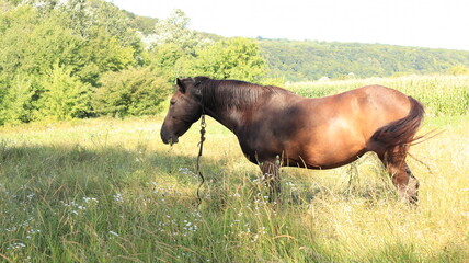 Horse grazing in the meadow