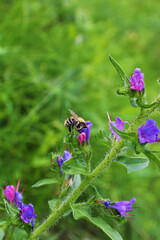 Bee with wild flower