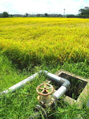 給水管と晩夏の豊作の田圃風景
