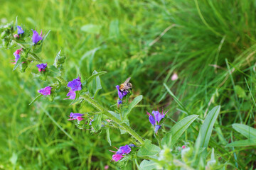 Bee with wild flower