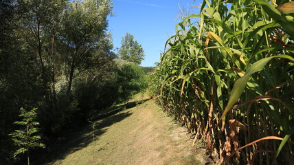 Cornfield bordered by meadow