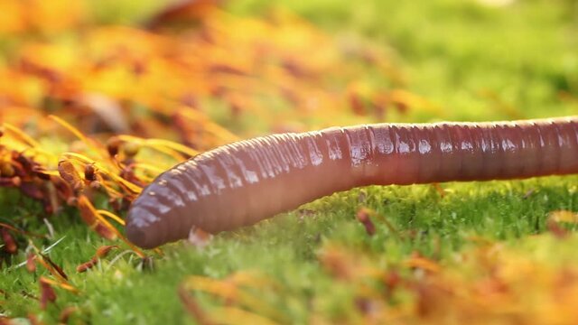 An earthworm is a terrestrial invertebrate that belongs to the class Clitellata, order Oligochaeta, phylum Annelida. They exhibit a tube-within-a-tube body plan.