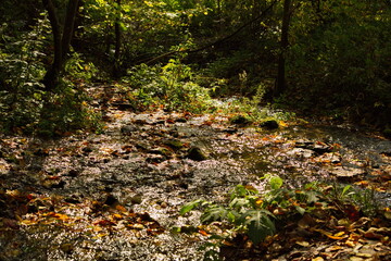 Stream in the autumn forest.