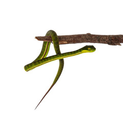 Obraz premium Brown spotted green baby pit viper on whiteClose up from brown spotted green baby pitviper or pit viper hanging on wooden branch. High detail. Isolated on white background.