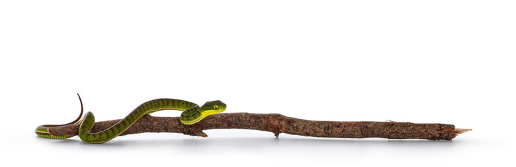 Brown spotted green pitviper or pit viper, on wooden branch. High detail. Isolated on white background.