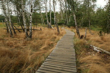 The picture from the national protected area in Czech Republic called SOOS. The former peat mining area.  