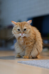 顔を洗う猫（マンチカン）