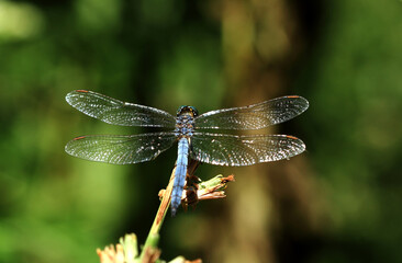 blue dragonfly on a green leaf