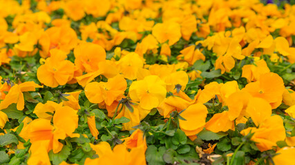The big group of bright yellow pansies