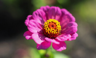 Obraz premium Pink Zinnia flower in the garden, selective focus.