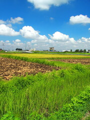 郊外の晩夏の田圃風景