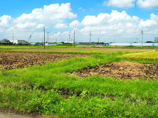 郊外の晩夏の田圃風景