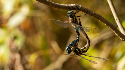 two mating dragonflies on a branch, macro photography, soft focus