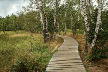 Fototapeta premium The picture from the national protected area in Czech Republic called SOOS. The former peat mining area. 