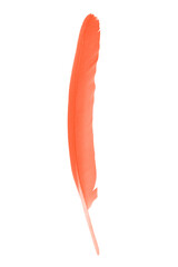 Beautiful  lush lava orange colors tone feather isolated on white background