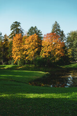 autumn trees in the park