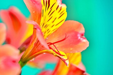 macro flor roja/ amarilla