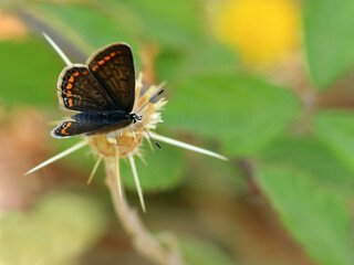 butterfly on a flower
