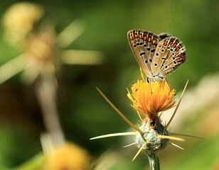 butterfly on a flower