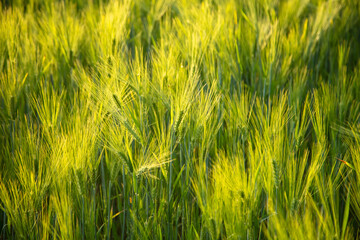 Green ears of wheat at sunset.