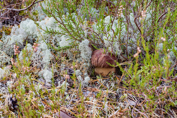 young mushroom penny bun in moss with heather in autumn forest