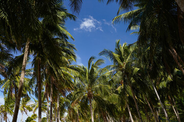 Palm trees on the beach with blue sky
