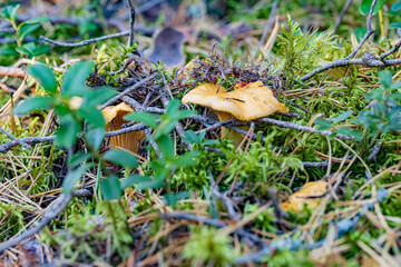 golden chanterelle mushroom hidden in moss in autumn forest closeup