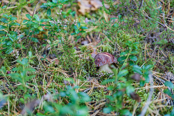 young mushroom penny bun in moss and lingonberry in autumn forest