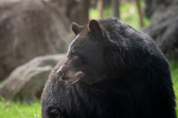 Fototapeta premium 熊